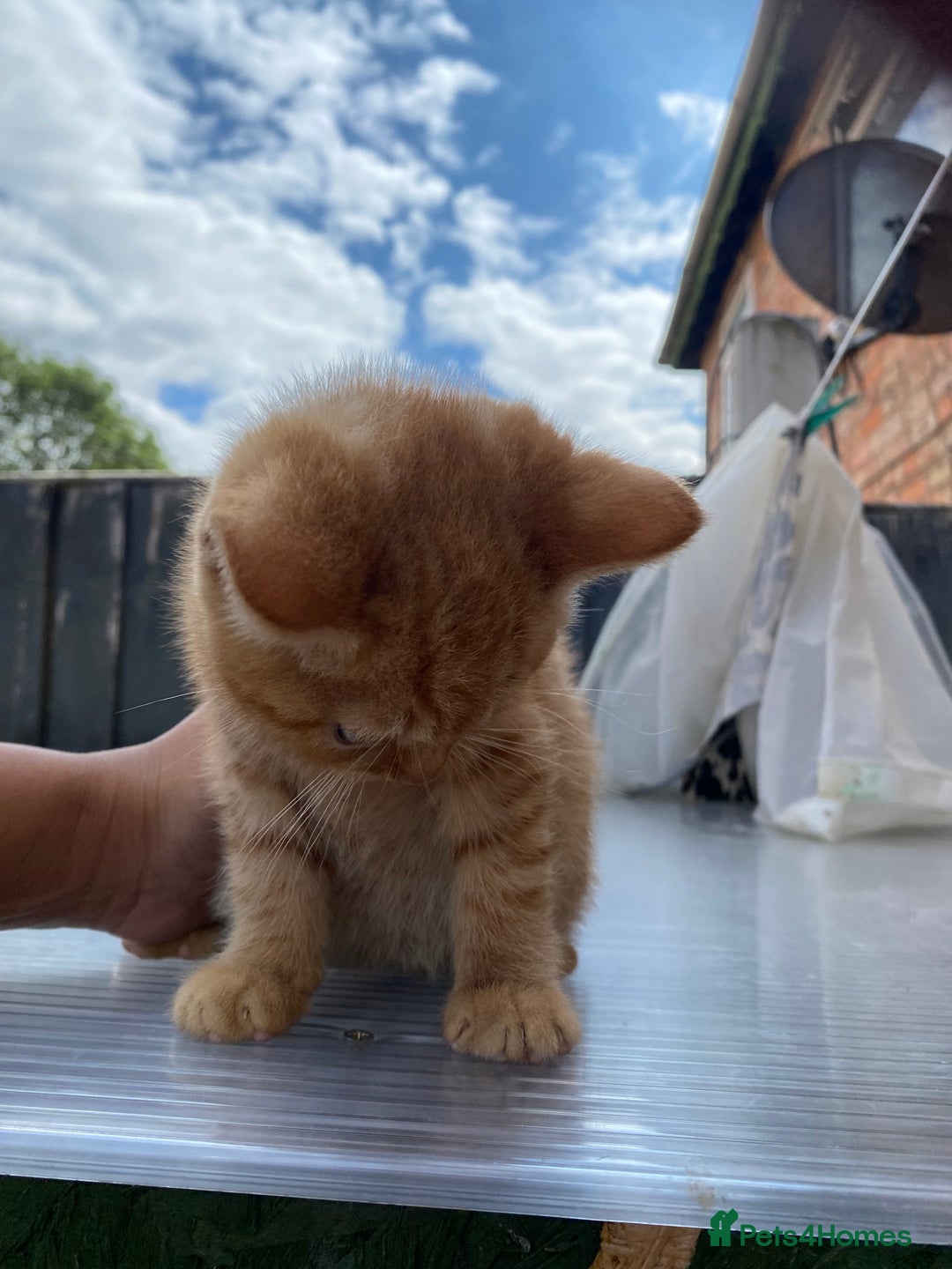 British Shorthair cats for sale: X BSH kittens - Image 28