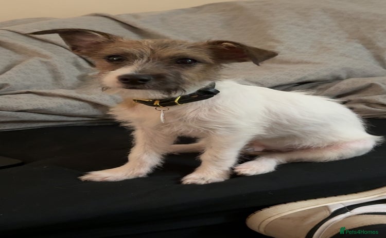 Mixed Breed dogs - Advert 7