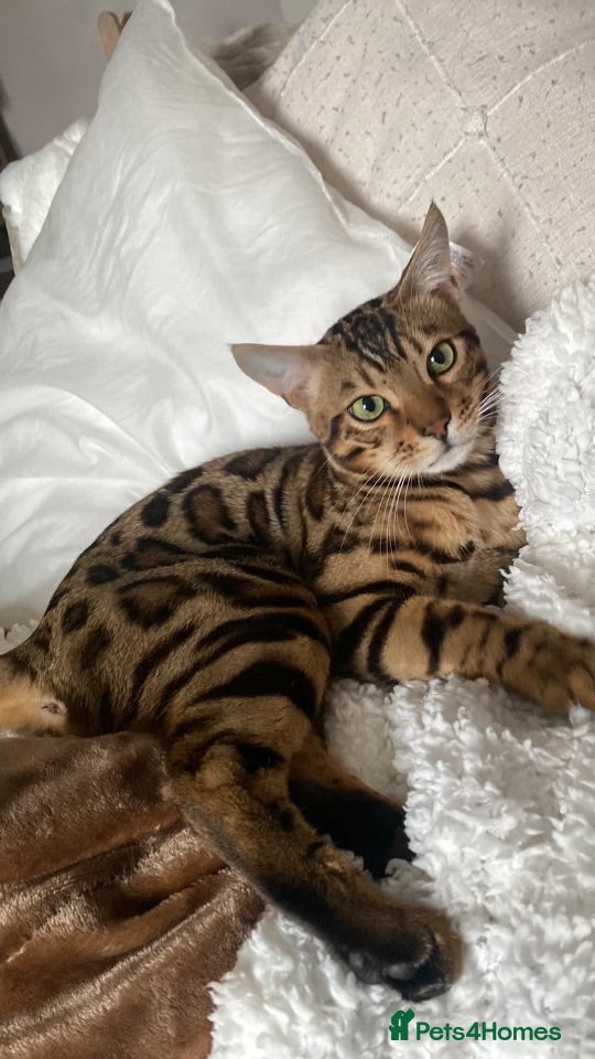 Bengal cats Beautiful kitten looking for a forever loving home - Advert 1