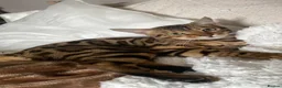 Bengal cats for sale: Beautiful kitten looking for a forever loving home - Advert 1