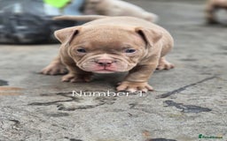 American Bully dogs for sale: Champagne, Chocolate, Merle Micro Pocket Bullys  in Wilmslow - Image 13