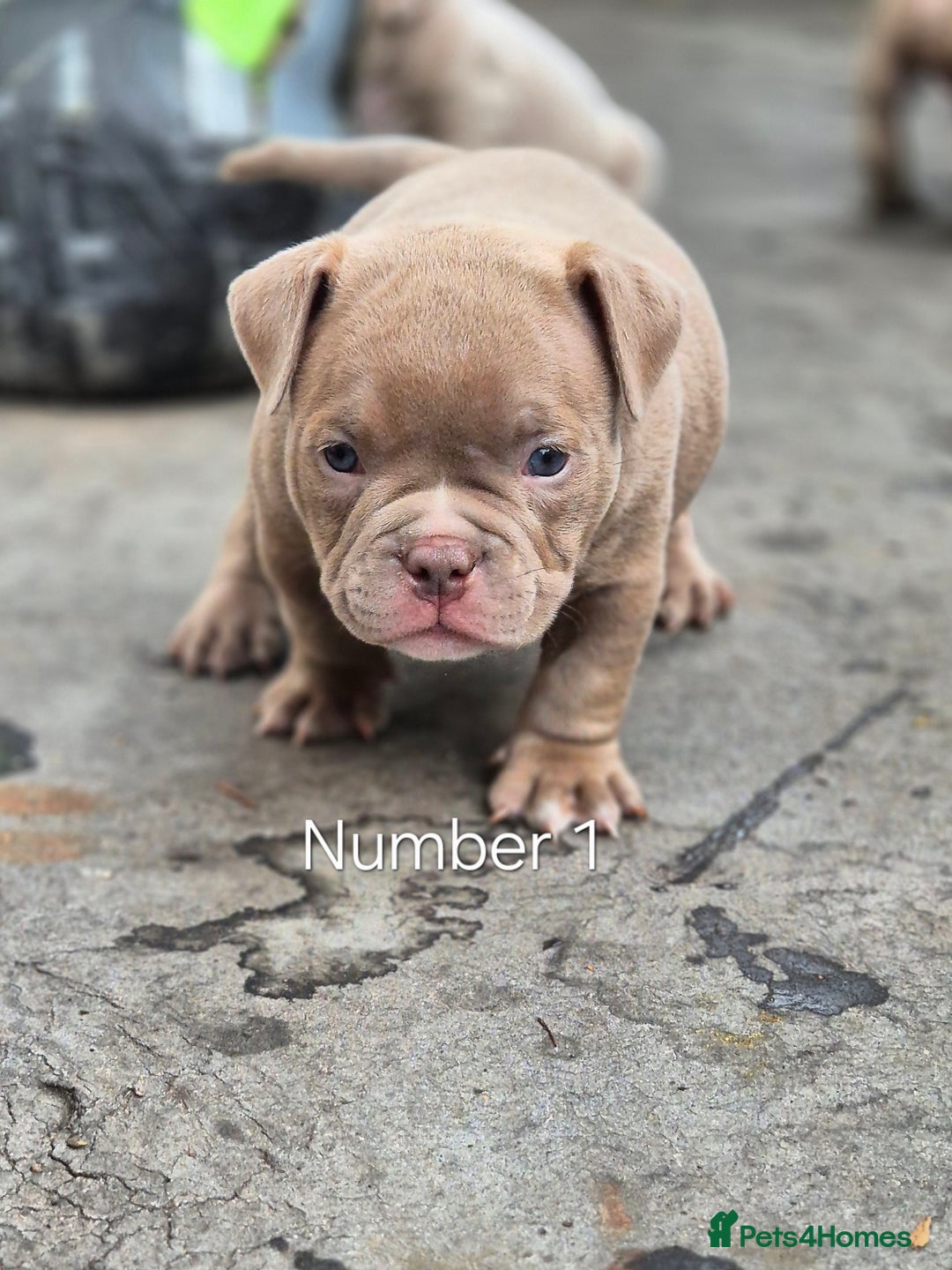 American Bully dogs for sale: Champagne, Chocolate, Merle Micro Pocket Bullys  in Wilmslow - Image 13