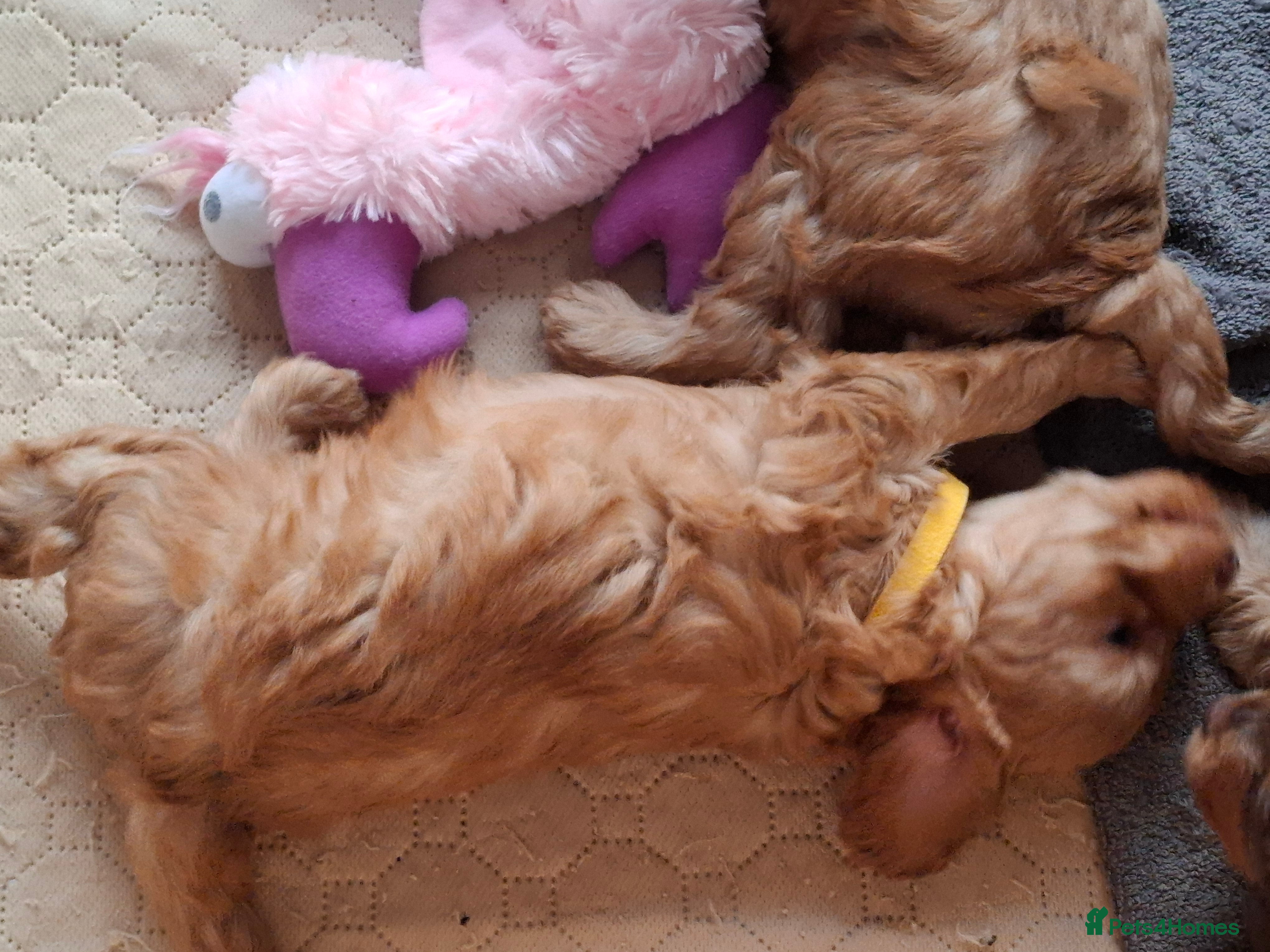 Cockapoo dogs F2 Cockapoos Puppies Gloucester - Advert 4