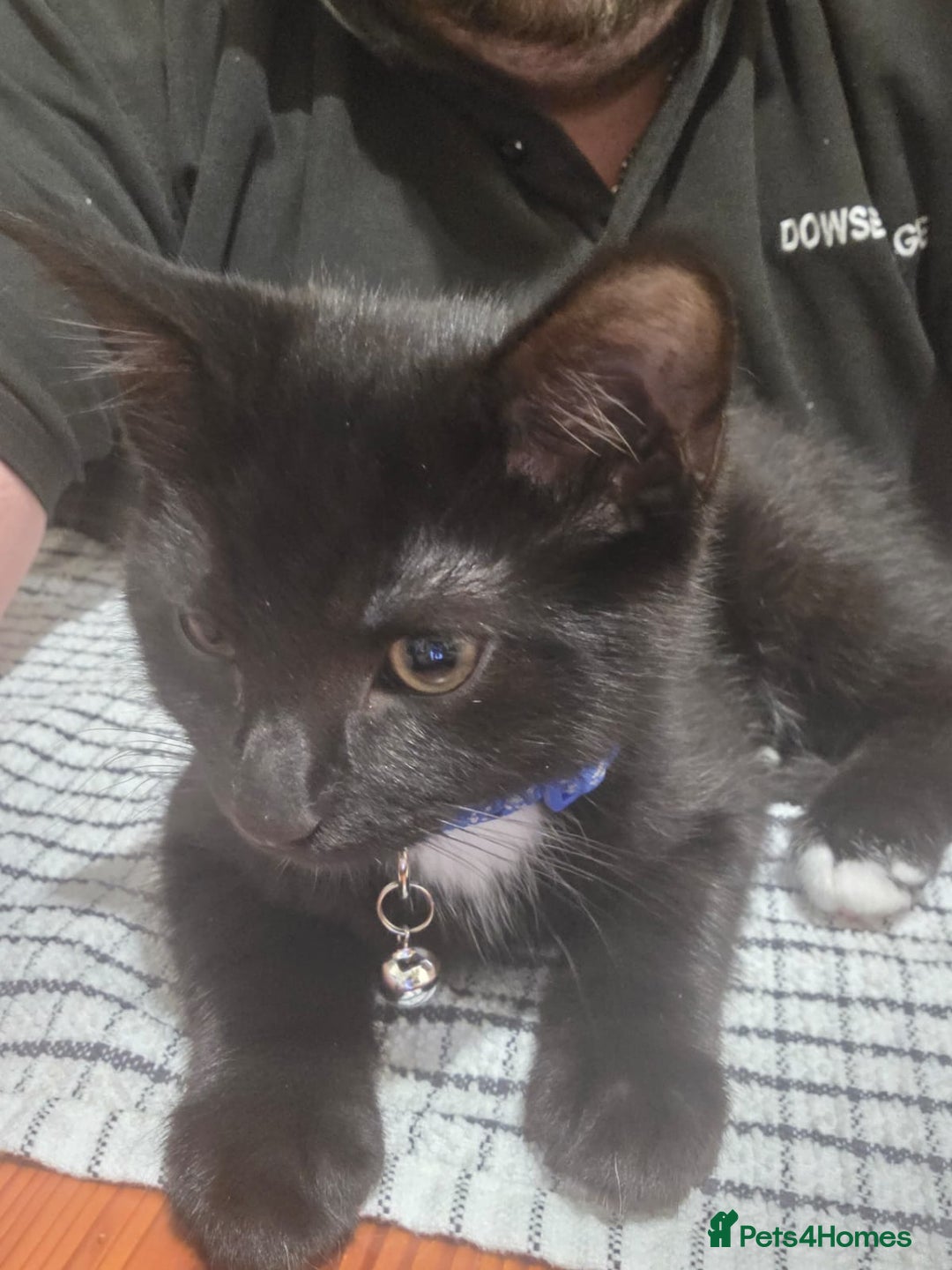 British Longhair cats for sale: Beautiful male kitten for sale - Advert 2