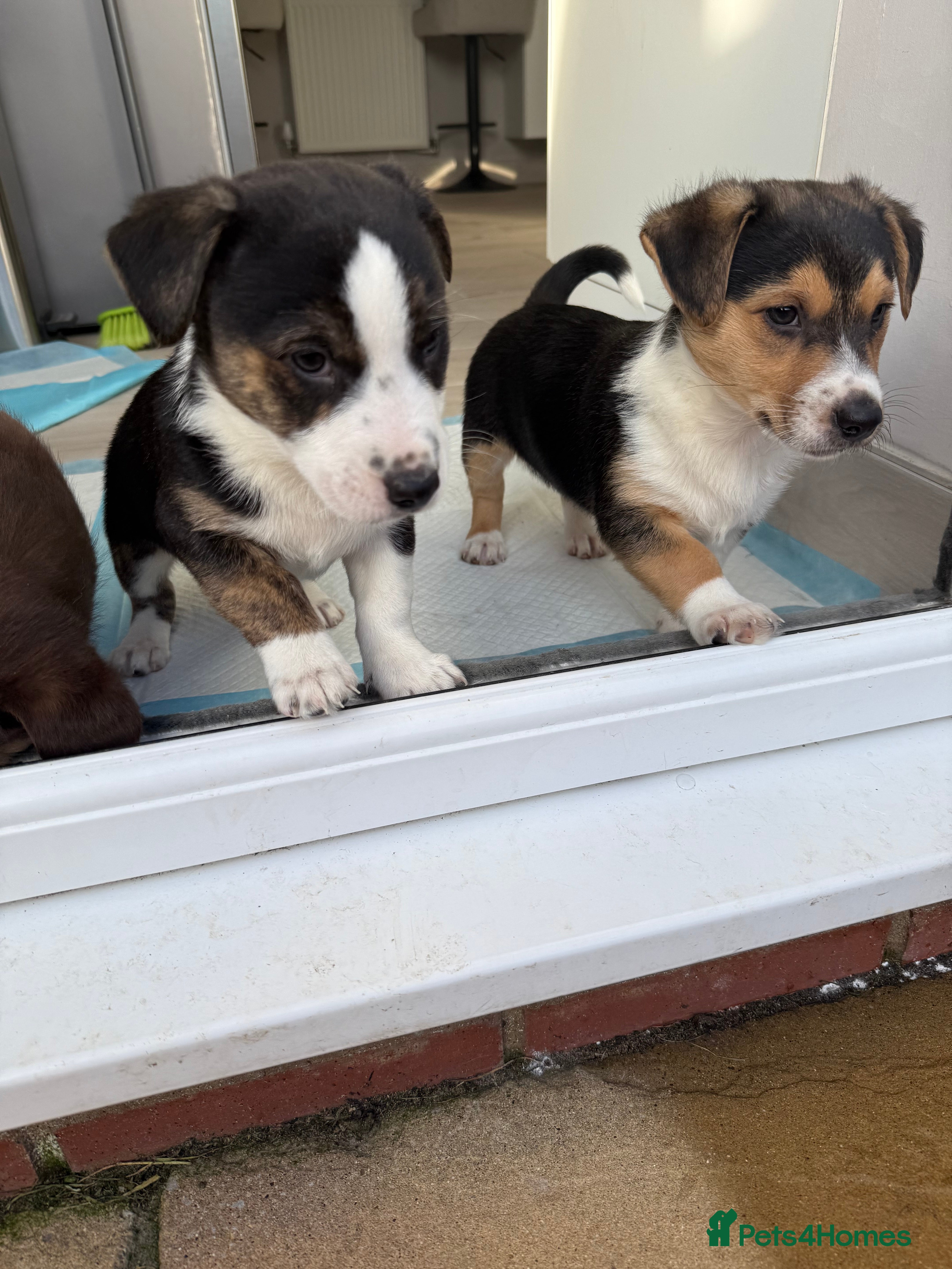 Mixed Breed dogs  Beautiful boys ready to leave Sunday  ❤️ - Advert 1