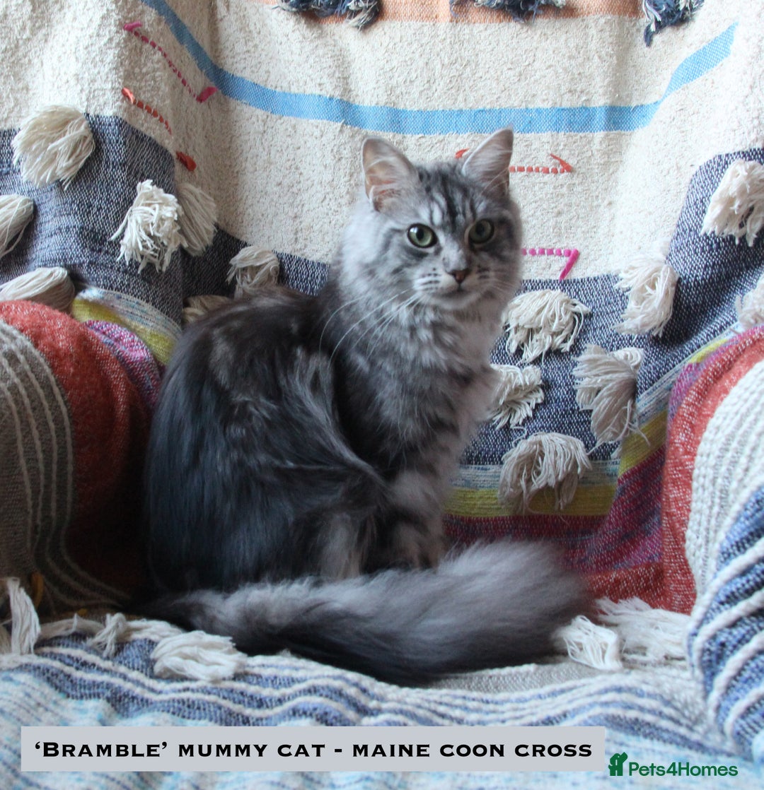 Mixed Breed cats for sale: Maine Coon Cross Kittens – Home Raised, Ready Jan - Advert 2