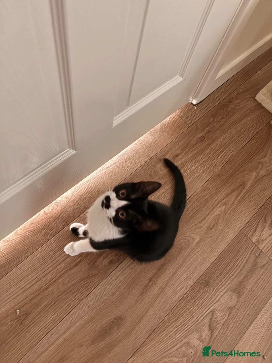 Domestic Shorthair cats for sale: Male Kitten In need of forever home  - Advert 2
