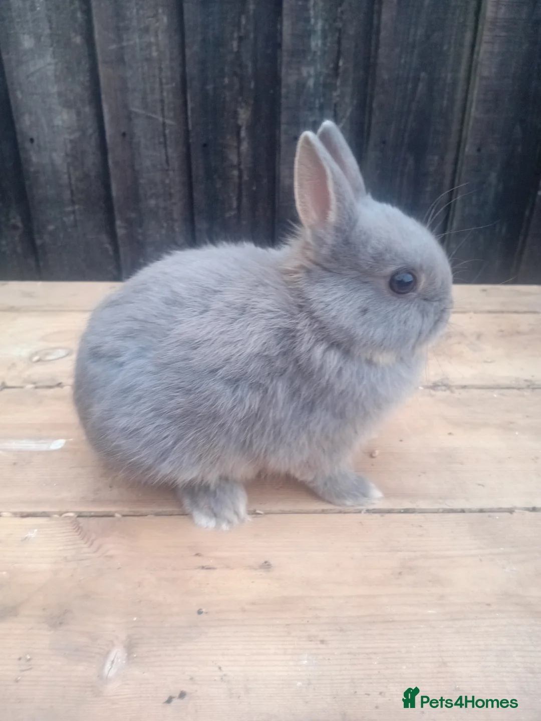 Netherland Dwarf rabbits for sale: Netherland dwarf baby 1 boy available  - Advert 1