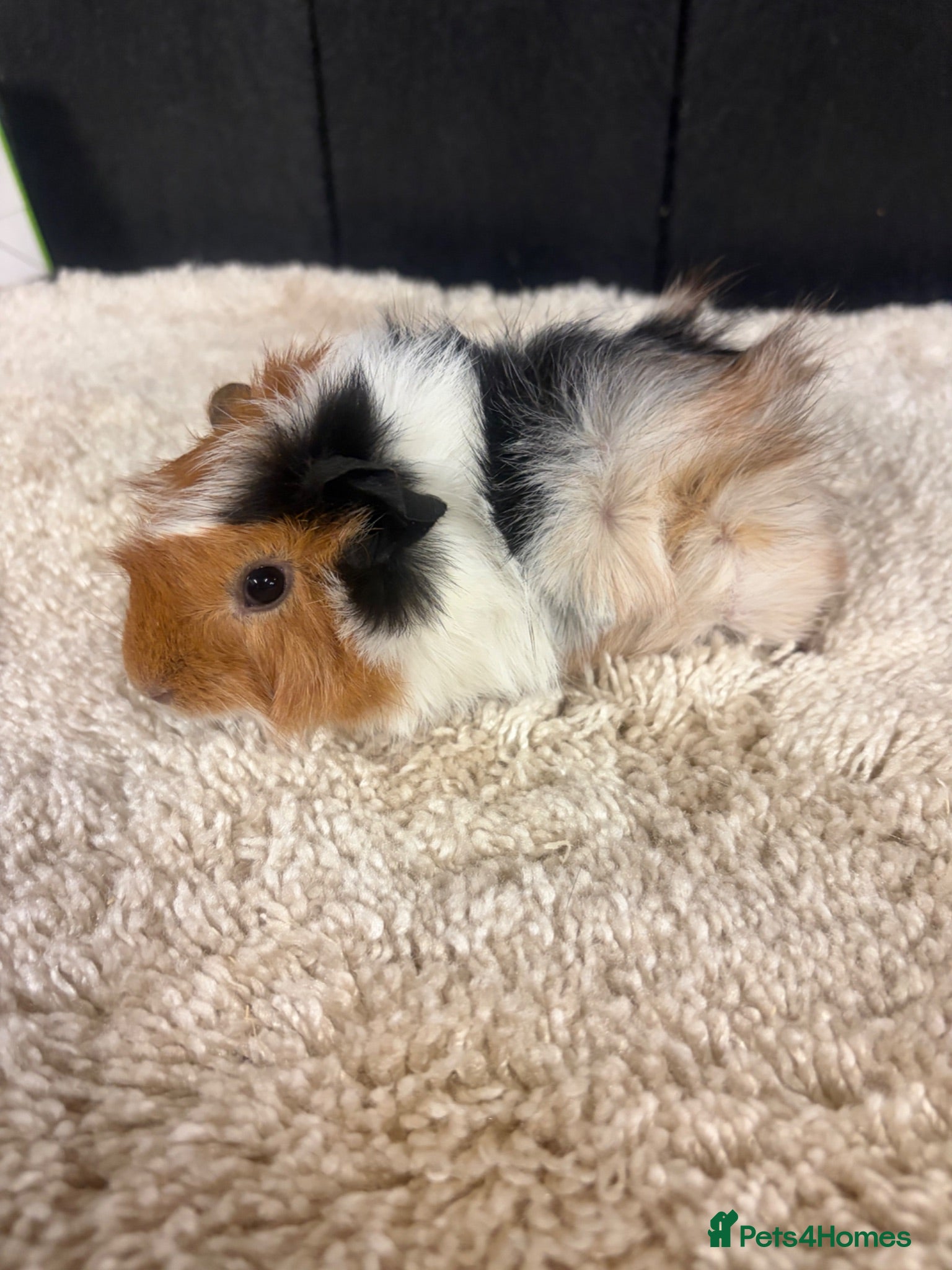 Guinea Pig rodents Baby Guinea pigs - Advert 1