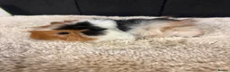 Guinea Pig rodents for sale: Baby Guinea pigs - Advert 1