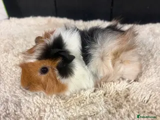 Guinea Pig rodents Baby Guinea pigs - Advert 1