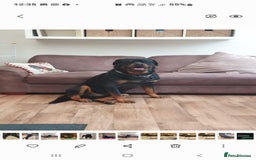 Rottweiler dogs for sale: Kc reg full German champion rottweiler puppies   - Image 37