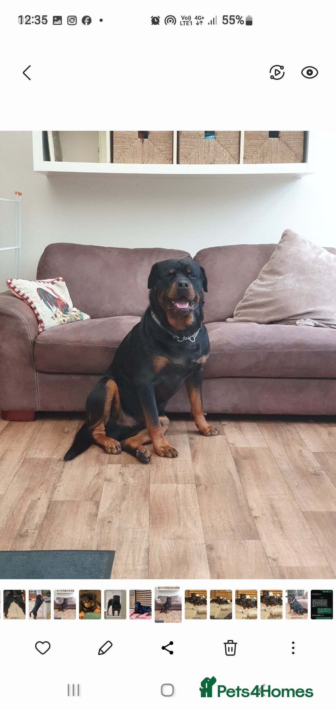 Rottweiler dogs for sale: Kc reg full German champion rottweiler puppies   - Image 37