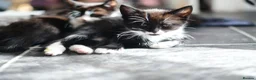 Mixed Breed cats for sale: Tuxedo Kitten looking 4 a home - Advert 8