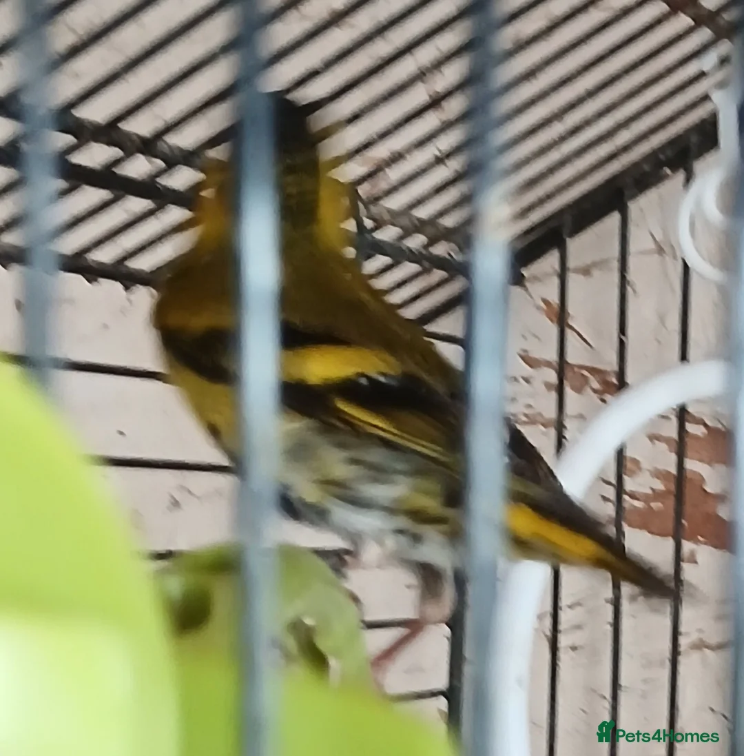 Finches birds for sale: Siskin males Siskin males  - Advert 2