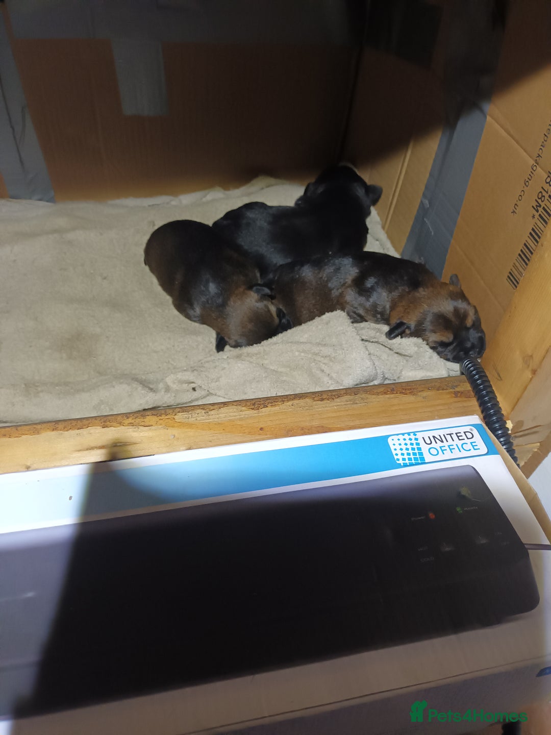 Border Terrier dogs for sale: Border terrier pups  - Advert 2
