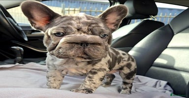 French Bulldog dogs - Advert 14