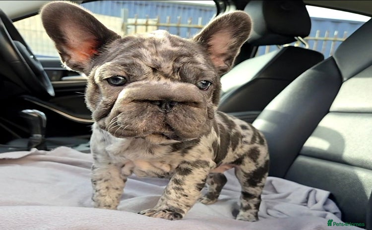 French Bulldog dogs - Advert 4