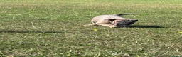 Olde English Bulldogge dogs for sale: Olde English bulldoggie  puppy’s 🎀 - Advert 7