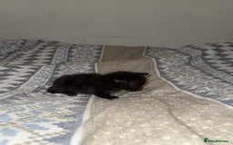 Domestic Shorthair cats for sale: Our babies looking for their forever lovely home - Image 25