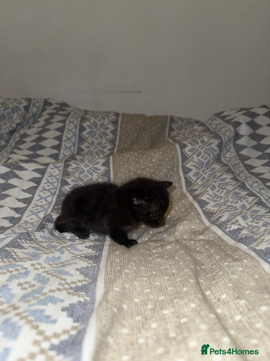 Domestic Shorthair cats for sale: Our babies looking for their forever lovely home - Image 25