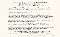 Toy Poodle dogs for stud: 🔥One-in-a-Million Asian ☕️ toy poodle DNA Stud🧸 in Thetford - Image 14