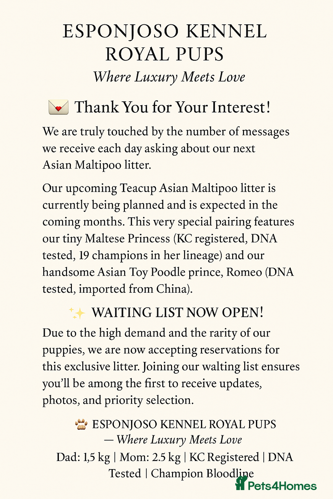 Toy Poodle dogs for stud: 🔥One-in-a-Million Asian ☕️ toy poodle DNA Stud🧸 in Thetford - Image 14