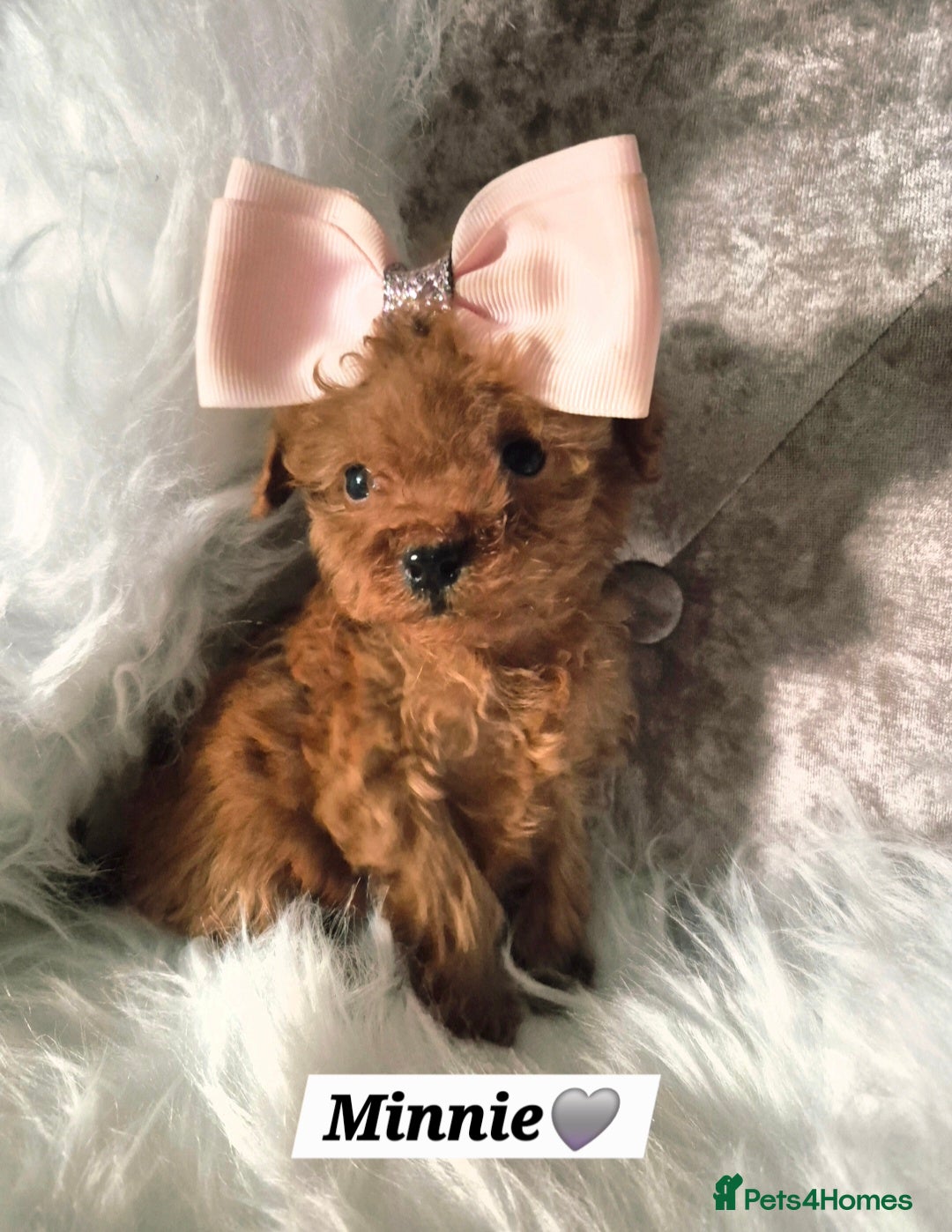 Cavapoo dogs 🧡 HEALTH TESTED F1B CAVAPOO  PUPPIES🧡 - Advert 1