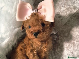 Cavapoo dogs 🧡 HEALTH TESTED F1B CAVAPOO PUPPIES🧡 - Advert 10