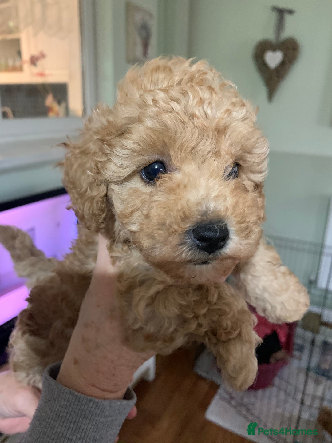 Schnoodle dogs for sale: Miniture schnoodle puppies!! - Advert 5