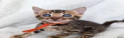 Bengal cats for sale: ⚜️Bengal kittens Tica registered ⚜️ - Advert 25