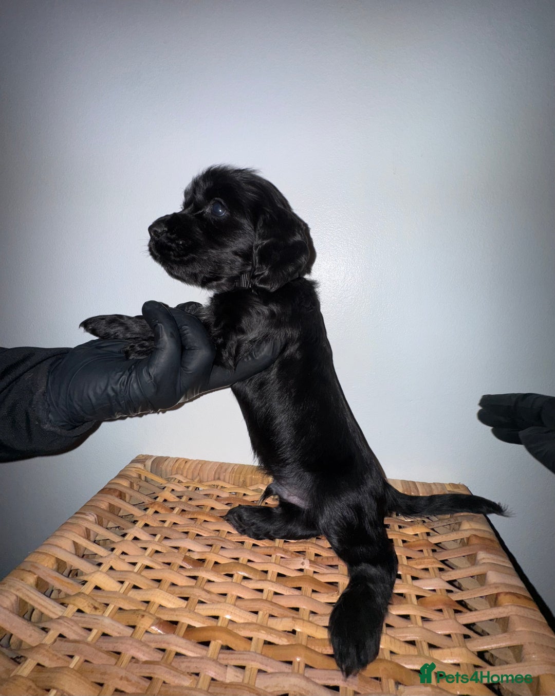 Cocker Spaniel dogs for sale: Show Cocker spaniel puppy’s 5 weeks old  - Advert 6