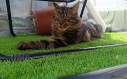 Mixed Breed cats for sale: Beautiful Young Male Cat - Image 6
