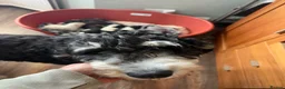Bernedoodle dogs for sale: Stunning bernedoodle puppies  - Advert 10