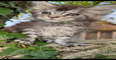 Maine Coon cats - Advert 12