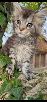 Maine Coon cats - Advert 12