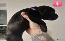 Mixed Breed dogs for sale: British Bulldog, Staffy Cross Pups - Advert 12