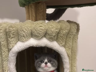 British Shorthair cats 🧸✨6 Chunky British Shorthair Kittens For Sale✨🧸 - Advert 12