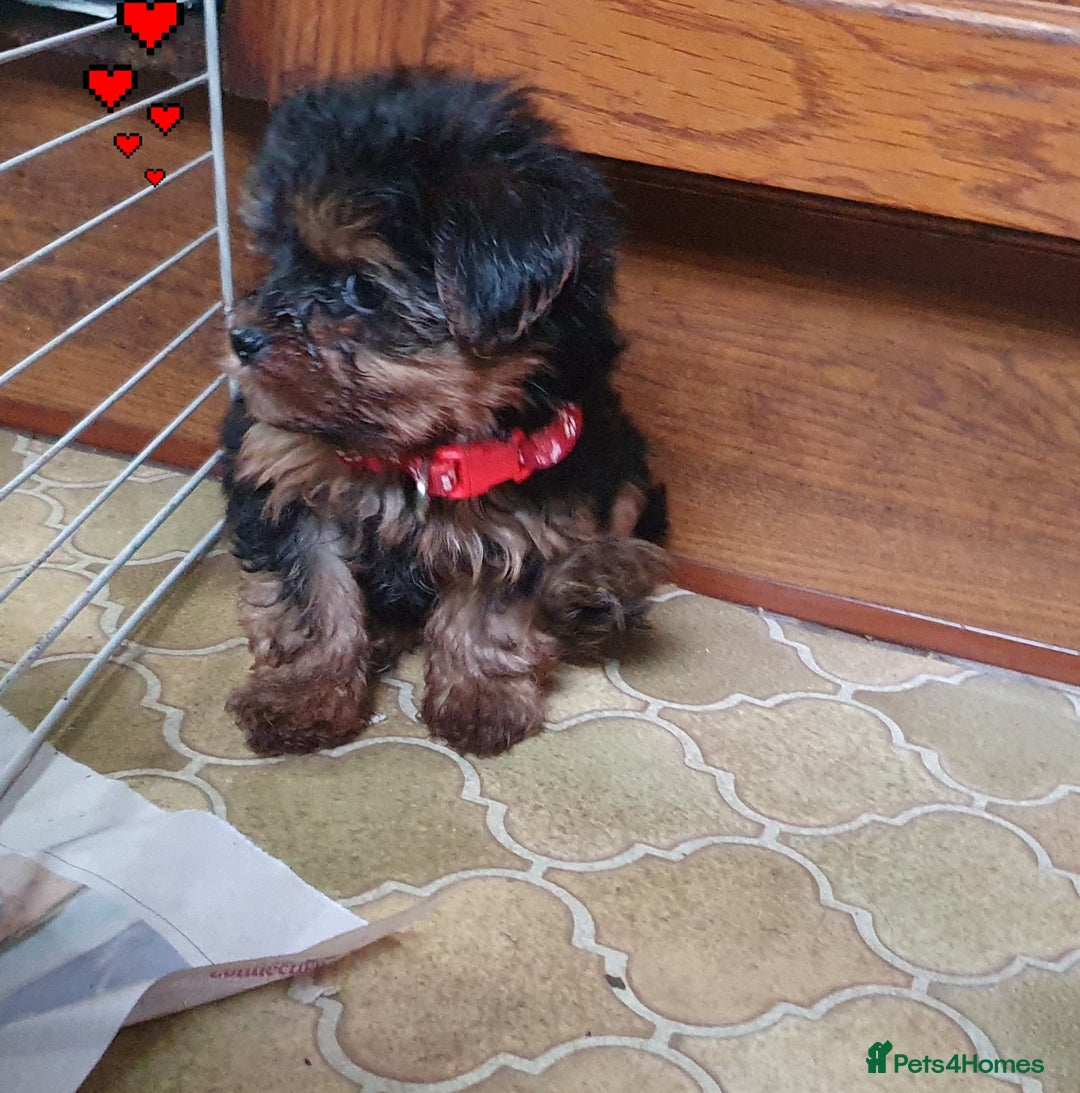 Yorkshire Terrier dogs for sale: Yorkshire terrier puppies 2 girls  - Advert 22