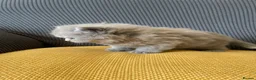 British Shorthair cats for sale: GCCF Registered British Shorthairs / Longhairs - Advert 20