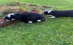 Bearded Collie dogs for sale: Six beautiful Beardie puppies for sale - Image 17