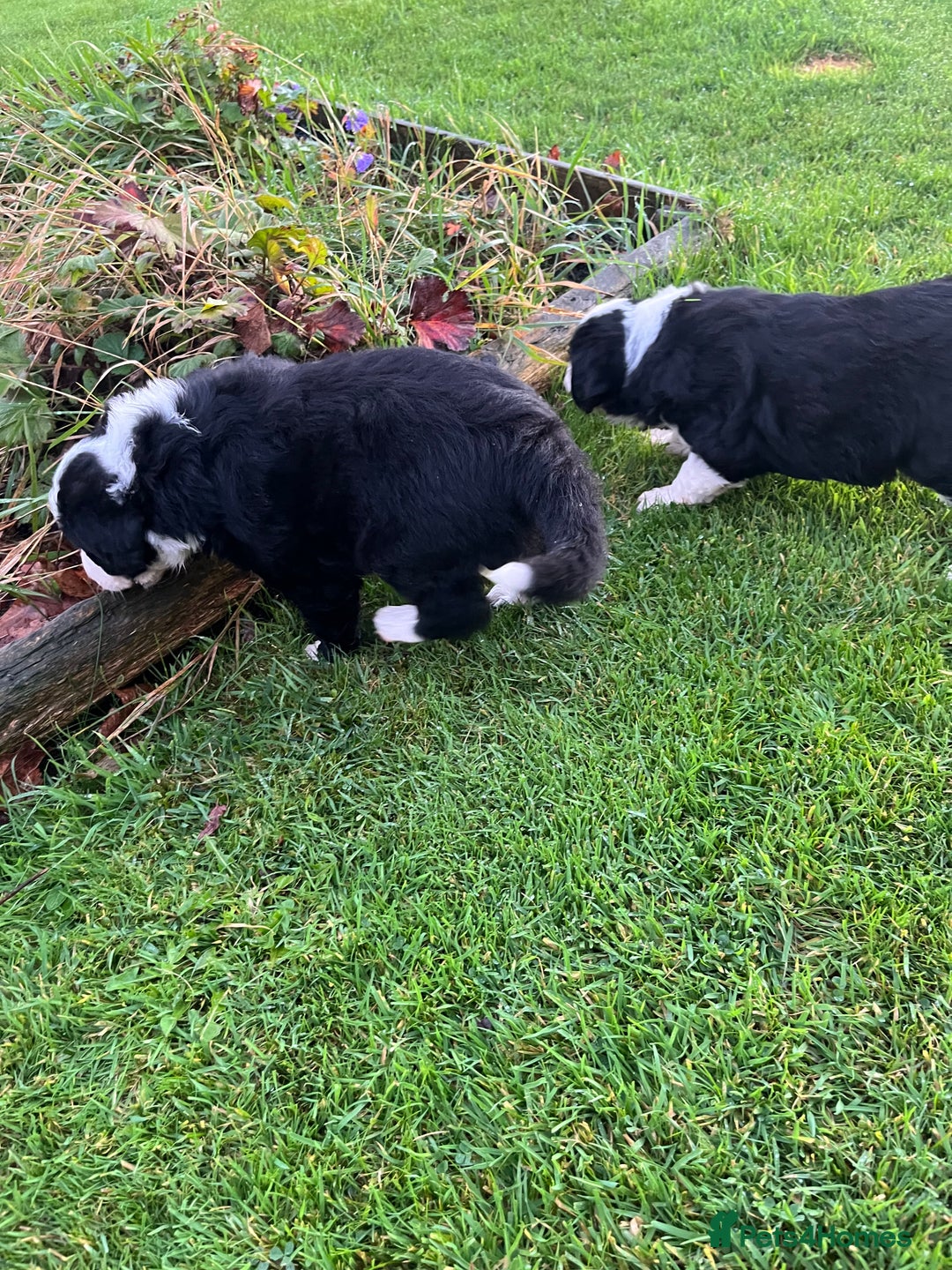 Bearded Collie dogs for sale: Six beautiful Beardie puppies for sale - Image 17