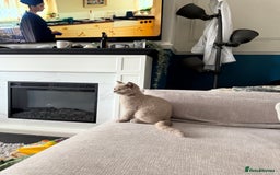 British Shorthair cats for sale: Lilac British Shorthair Kitten - Image 5