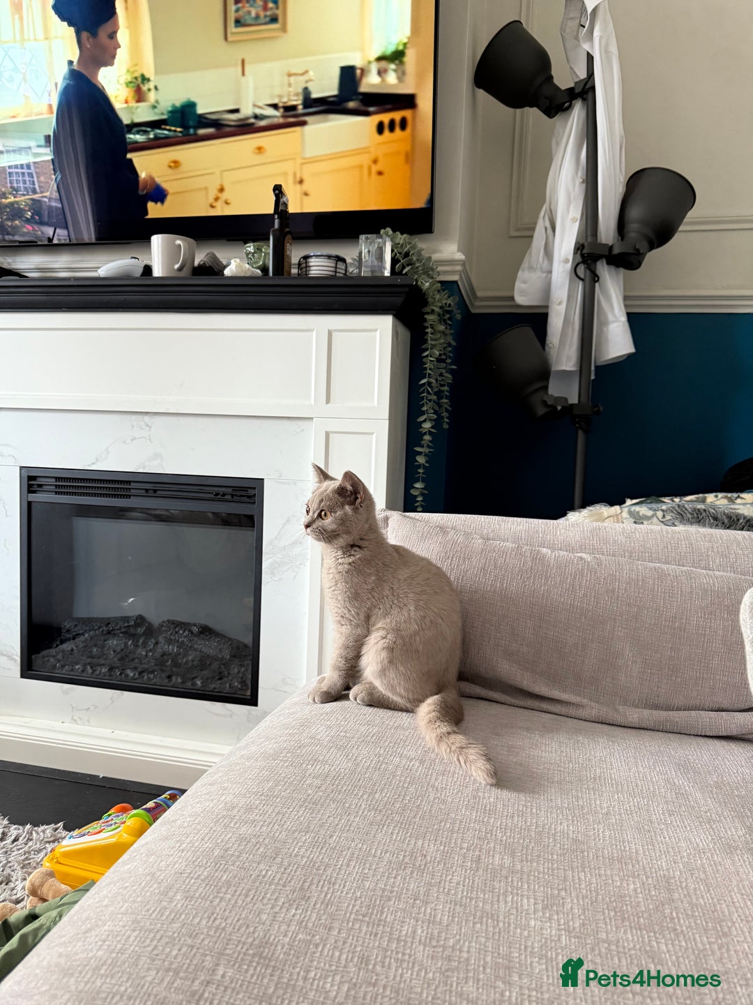 British Shorthair cats for sale: Lilac British Shorthair Kitten - Image 5