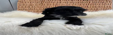 Cockapoo 4