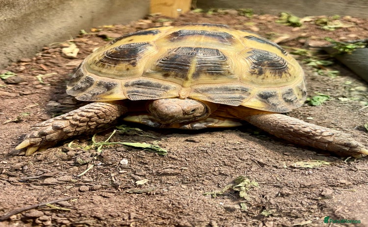 Tortoise reptiles - Advert 1