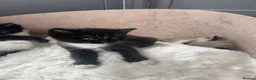 Persian cats for sale: Perdoll mother - 4 kittens - Advert 7