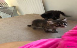 Bengal cats for sale: Kittens for sale!!  - Image 4