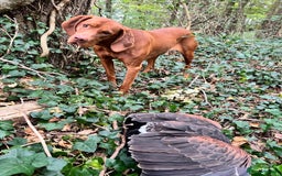 Hungarian Vizsla dogs for sale: Hungarian Vizsla Puppies - Outstanding Pedigree  - Advert 13