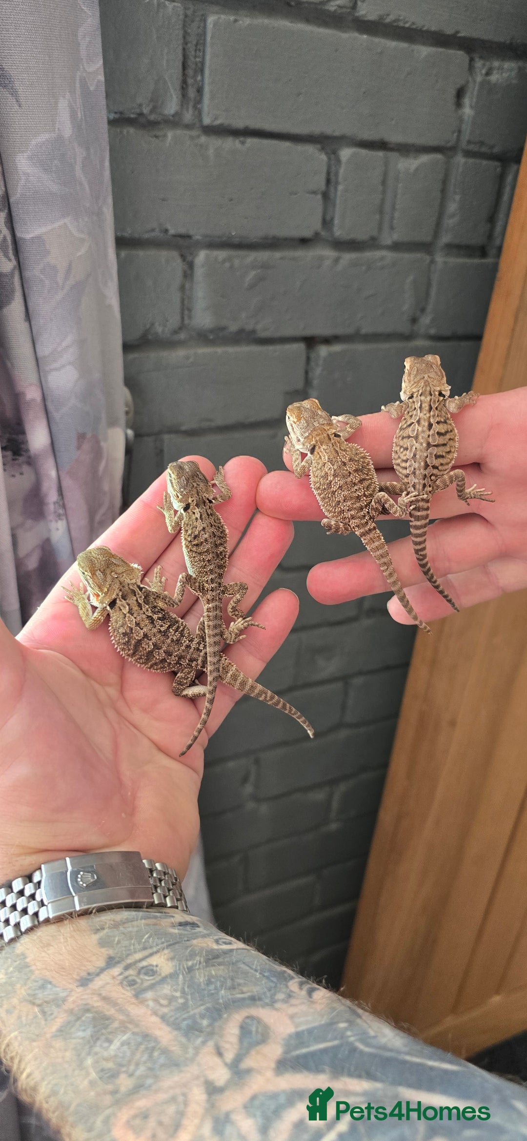 Bearded Dragon reptiles for sale: Baby bearded dragons - Image 1